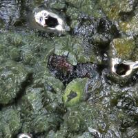 Terlinguaite Calomel & Native Mercury