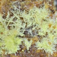 Françoisite-(Ce) & Françoisite-(Nd)