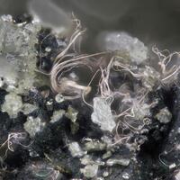Iodargyrite & Chlorargyrite