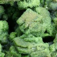 Feinglosite Psm Scorodite