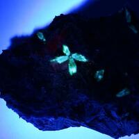 Steacyite In Charoite