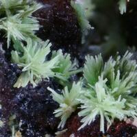 Fedotovite Psm Alumoklyuchevskite