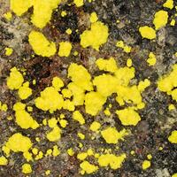 Uranopilite & Uraninite