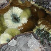 Kidwellite & Benauite