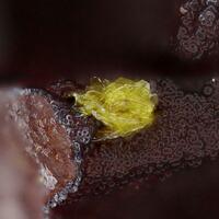 Benauite & Kidwellite