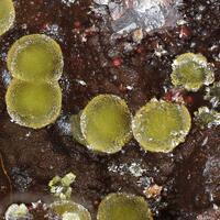 Corkite & Hinsdalite