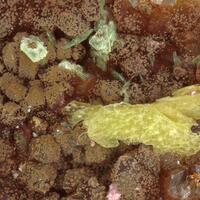 Metanováčekite With Torbernite & Erythrite