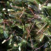 Alumoklyuchevskite & Lyonsite