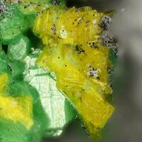 Dewindtite & Metatorbernite