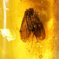 Amber With Insect Inclusions