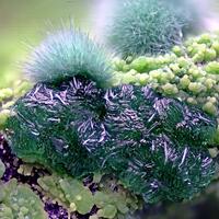 Goldhillite Zincolivenite & Aurichalcite