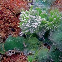 Goldhillite Zincolivenite & Aurichalcite