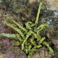 Gold & Electrum On Erythrite