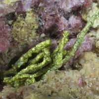 Gold & Electrum On Erythrite