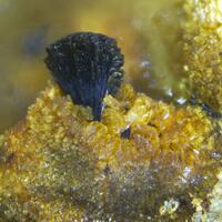 Jahnsite Rockbridgeite & Mitridatite