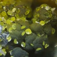 Cyrilovite & Beraunite & Strengite