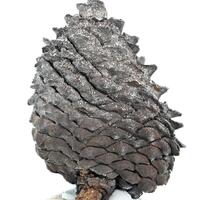 Fossil Pine Cone