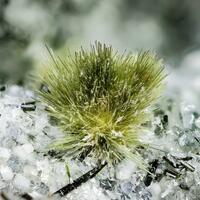 Tuperssuatsiaite With Villiaumite & Aegirine