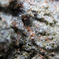 Enstatite-Ferrosilite Series