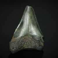 Fossil Tooth