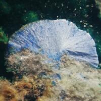 Munakataite Brochantite & Linarite