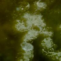 Boltwoodite In Biotite