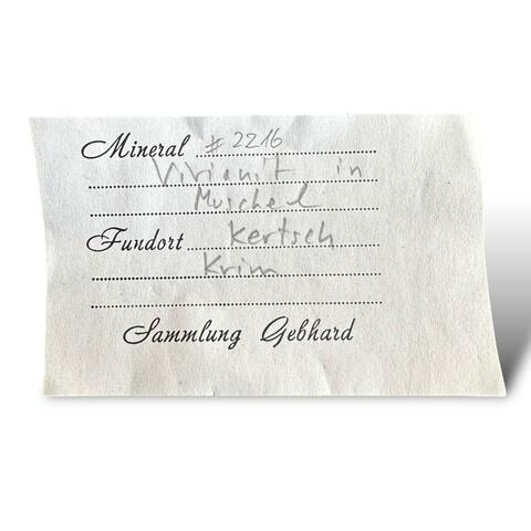 Label Images - only: Vivianite In Fossil Shell