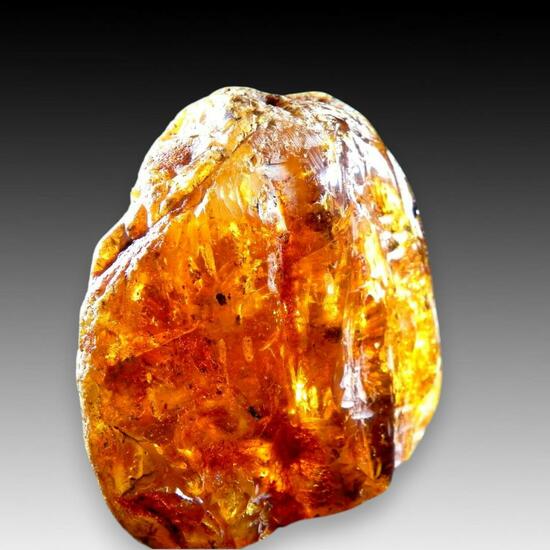 Amber Var Succinite