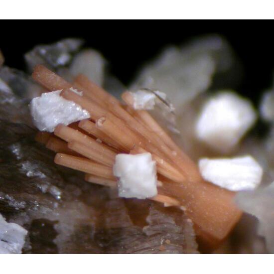 Rhabdophane-(Ce) & Polylithionite