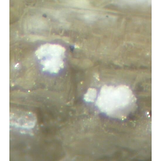 Charleshatchettite & Donnayite-(Y)