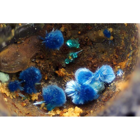 Connellite Cuprite & Spangolite