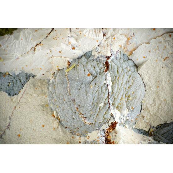 Tinticite & Calcioferrite