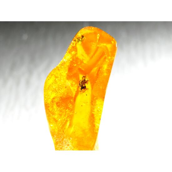 Amber With Inclusions