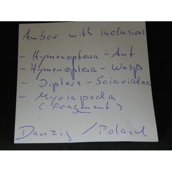 Amber With Inclusions