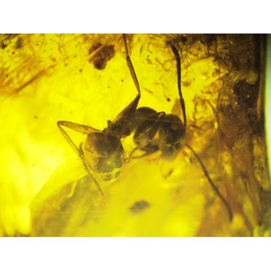 Amber With Inclusions