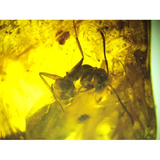 Amber With Inclusions