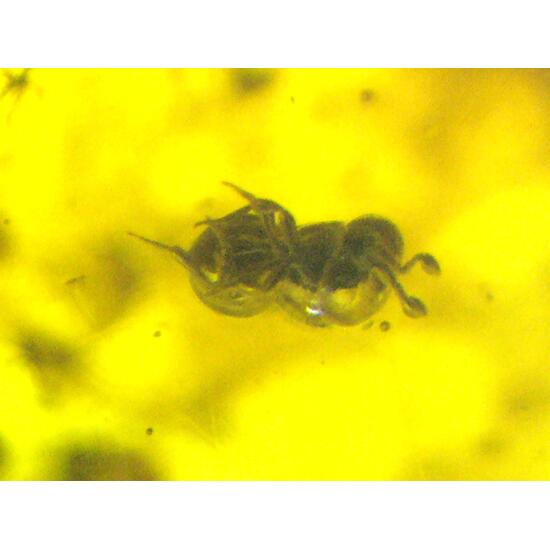 Amber With Inclusions