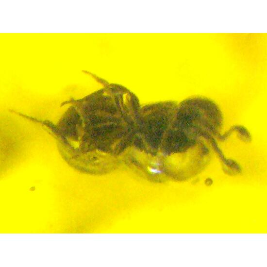 Amber With Inclusions