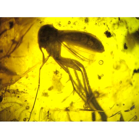 Amber With Inclusions