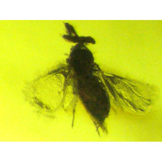 Amber With Inclusions