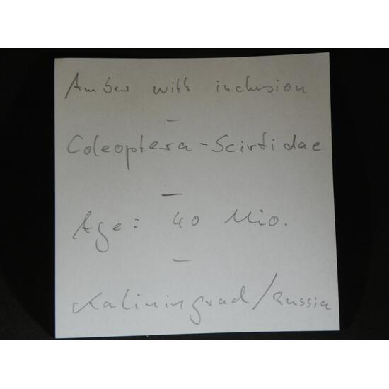 Amber With Inclusions