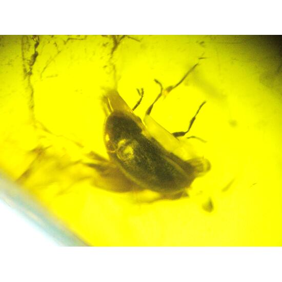 Amber With Inclusions