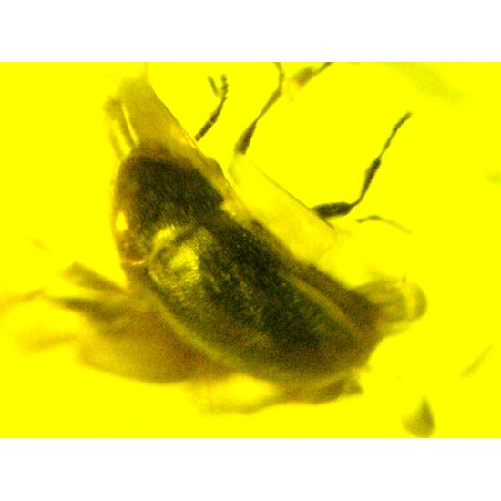 Amber With Inclusions