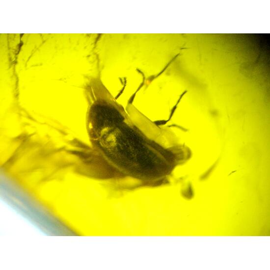 Amber With Inclusions