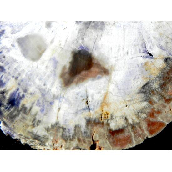 Fluorite & Quartz Psm Petrified Wood