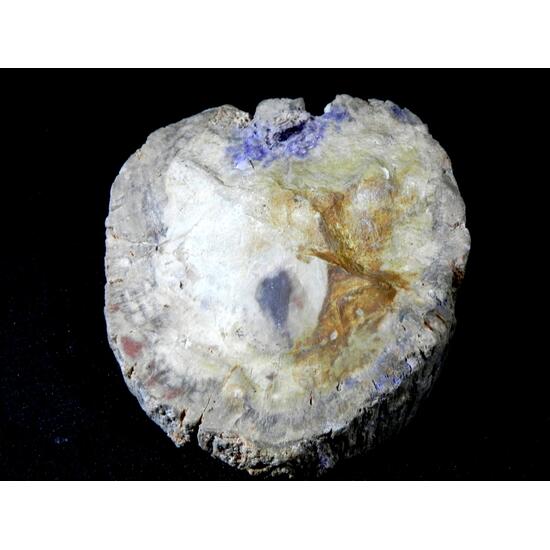 Fluorite & Quartz Psm Petrified Wood
