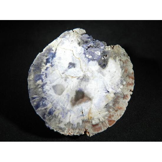 Fluorite & Quartz Psm Petrified Wood