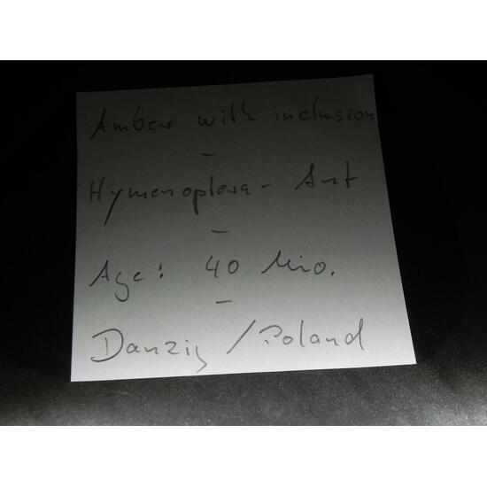 Amber With Inclusions