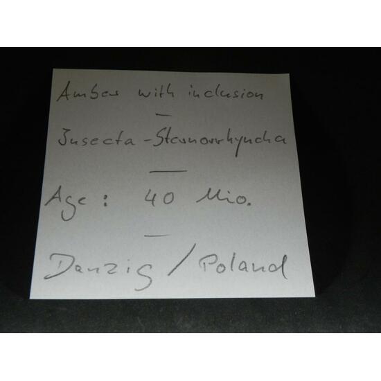 Amber With Inclusions