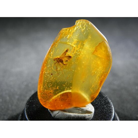 Amber With Inclusions